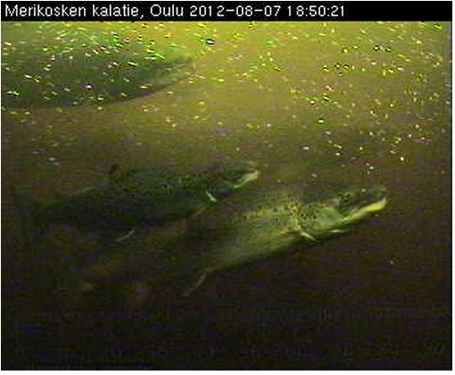 Oulun_kalatie.jpg